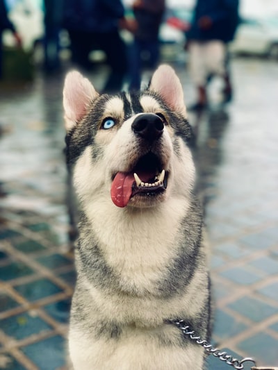 图聚科技